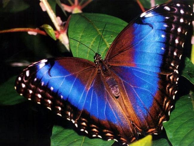 Необычная красивая бабочка на листе
