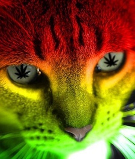Цветной кот с рисунком марихуанны в глазах