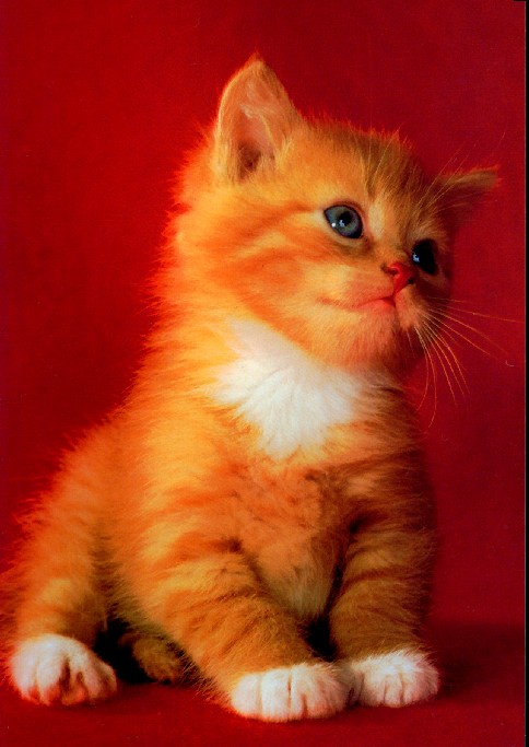 Милый рыжий котёнок на красном фоне
