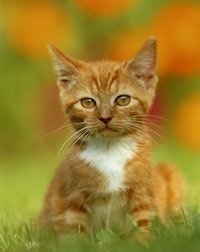 Маленький рыжий котёнок в траве