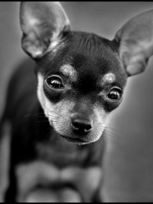 Маленькая собачка с грустными глазами