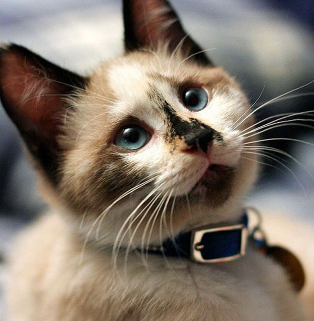 Красивый котёнок с необычным окрасом и голубыми глазами