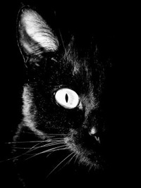 Кошка с яркими глазами