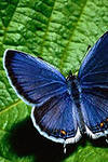 Красивая бабочка, сидящая на зелёном листе