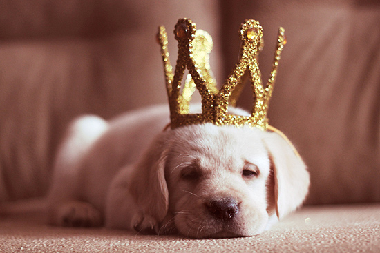 Спящий белый щенок с короной на голове