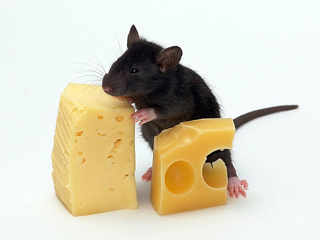 животные мышь мышеловка сыр загрузить