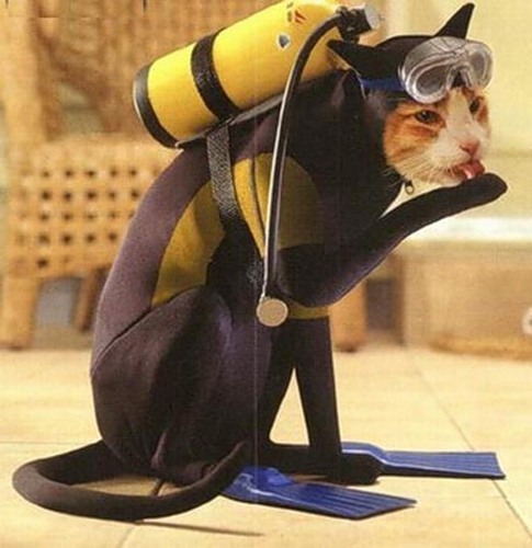 Необычный кот в ластах с аквалангом на спине
