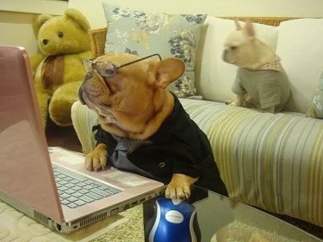 Смешная собака в очках за компьютером
