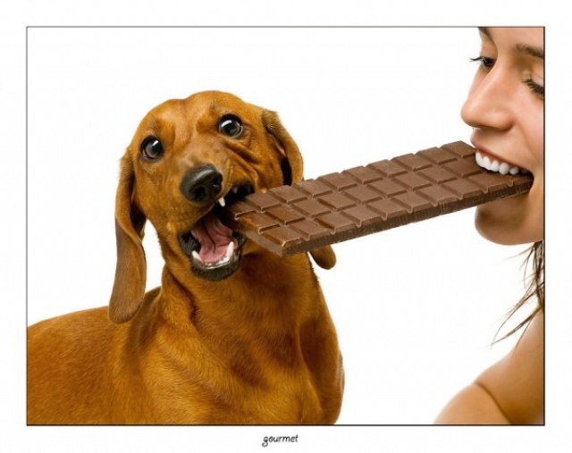 Смешные собака и человек с шоколадкой в зубах