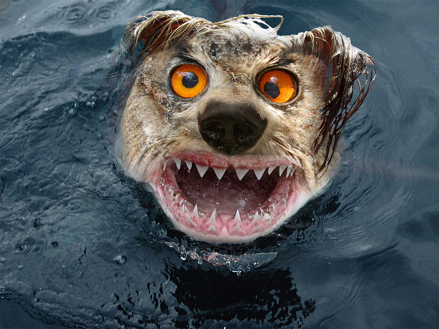 Смешная собака в воде с острыми зубами