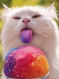 Смешная кошка облизывает цветное мороженое