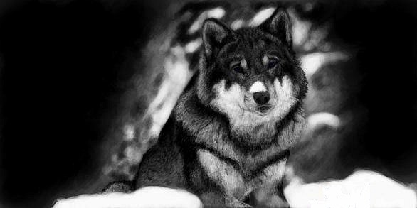Одинокий волк в снежном лесу