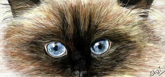 Сиамская кошка с красивыми голубыми глазами