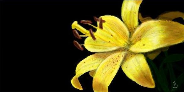 Жёлтый цветок в темноте