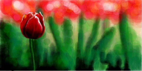 Красный тюльпан на фоне зелени