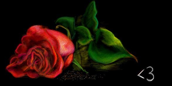 Очень красивая роза в темноте